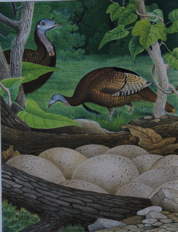 Thomas Gentry - Wild Turkey by Edwin Sheppard 1882