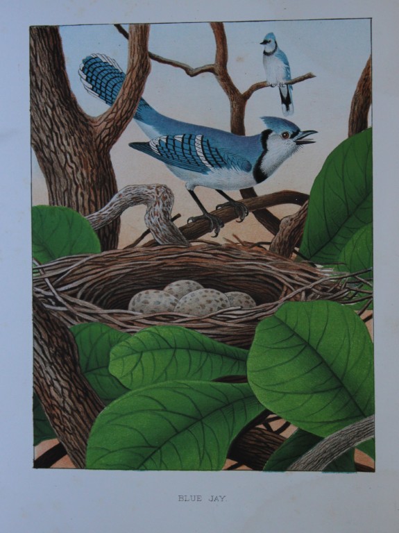 Thomas Gentry - Blue Jay by Edwin Sheppard 1882