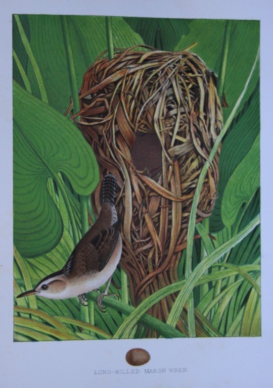 Thomas Gentry - Long-billed Marsh Wren by Edwin Sheppard 1882