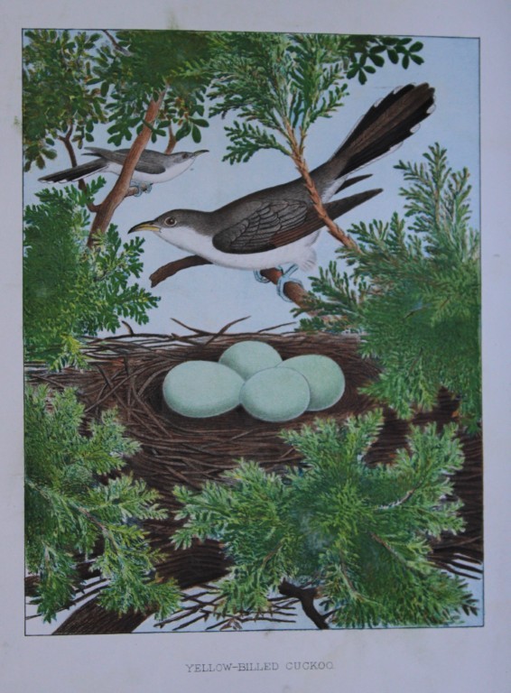 Thomas Gentry - Yellow-billed Cuckoo with nest and eggs by Edwin Sheppard 1882