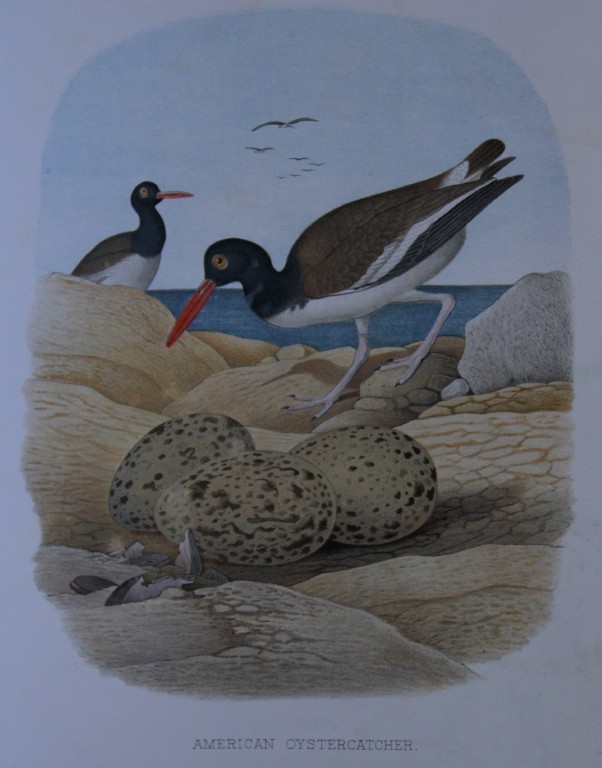Thomas Gentry - American Oyster-catcher by Edwin Sheppard 1882