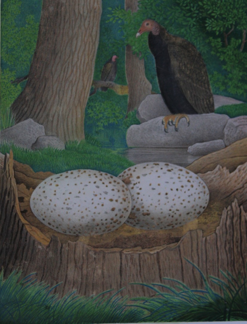 Thomas Gentry - Turkey Buzzard with nest and eggs by Edwin Sheppard 1882