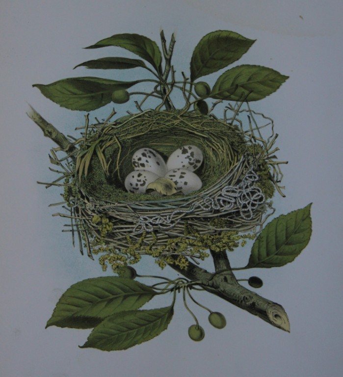 Thomas Gentry - Kingbird nest and eggs by Edwin Sheppard 1882
