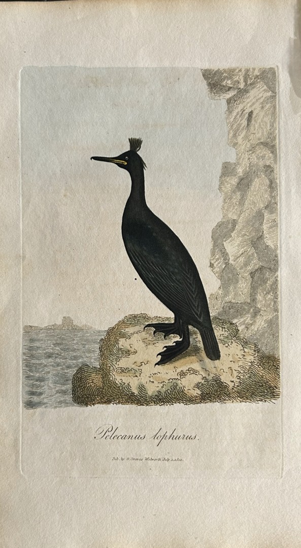 George Graves - Rare engraving of the Tufted Shag 1811