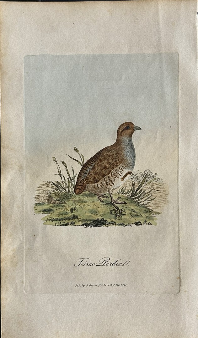 George Graves - Rare engraving of the Common Partridge 1811
