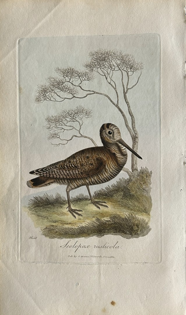 George Graves - Rare engraving of the Woodcock 1811