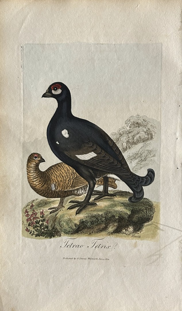 George Graves - Rare engraving of the Black Grouse 1811