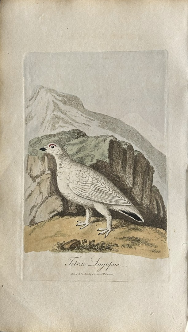 George Graves - Rare engraving of the Ptarmigan 1811