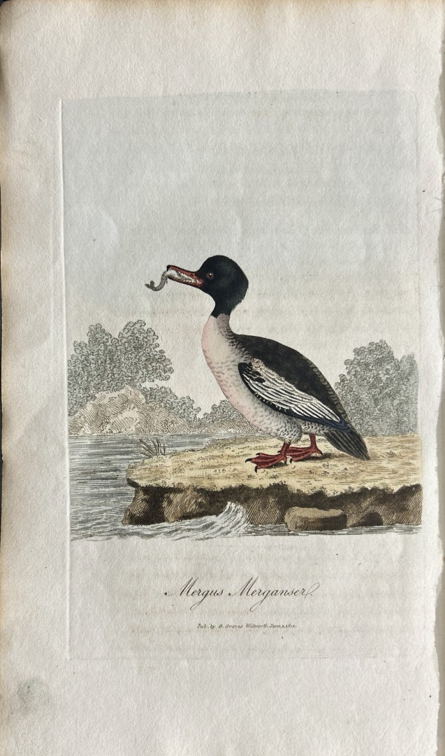 George Graves - Rare engraving of the Goosander 1811