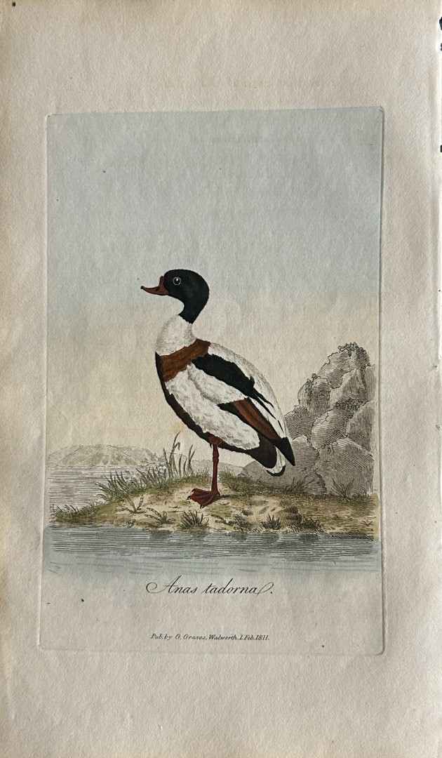 George Graves - Rare engraving of the Shieldrake 1811
