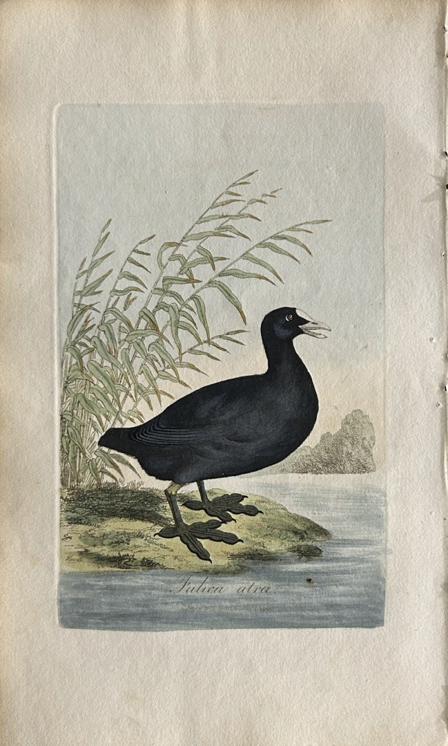 George Graves - Rare engraving of the Common Coot 1811