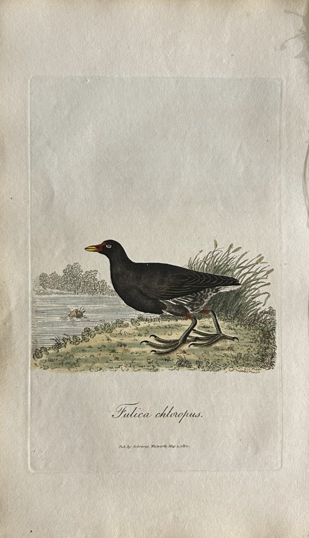 George Graves - Rare engraving of the Common Gallinule 1811
