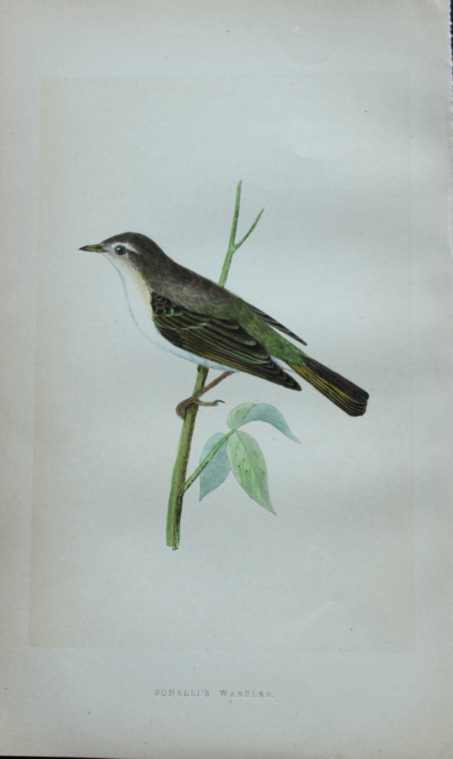 Charles Bree - Hand-coloured engraving of Bonelli's Warbler 1866