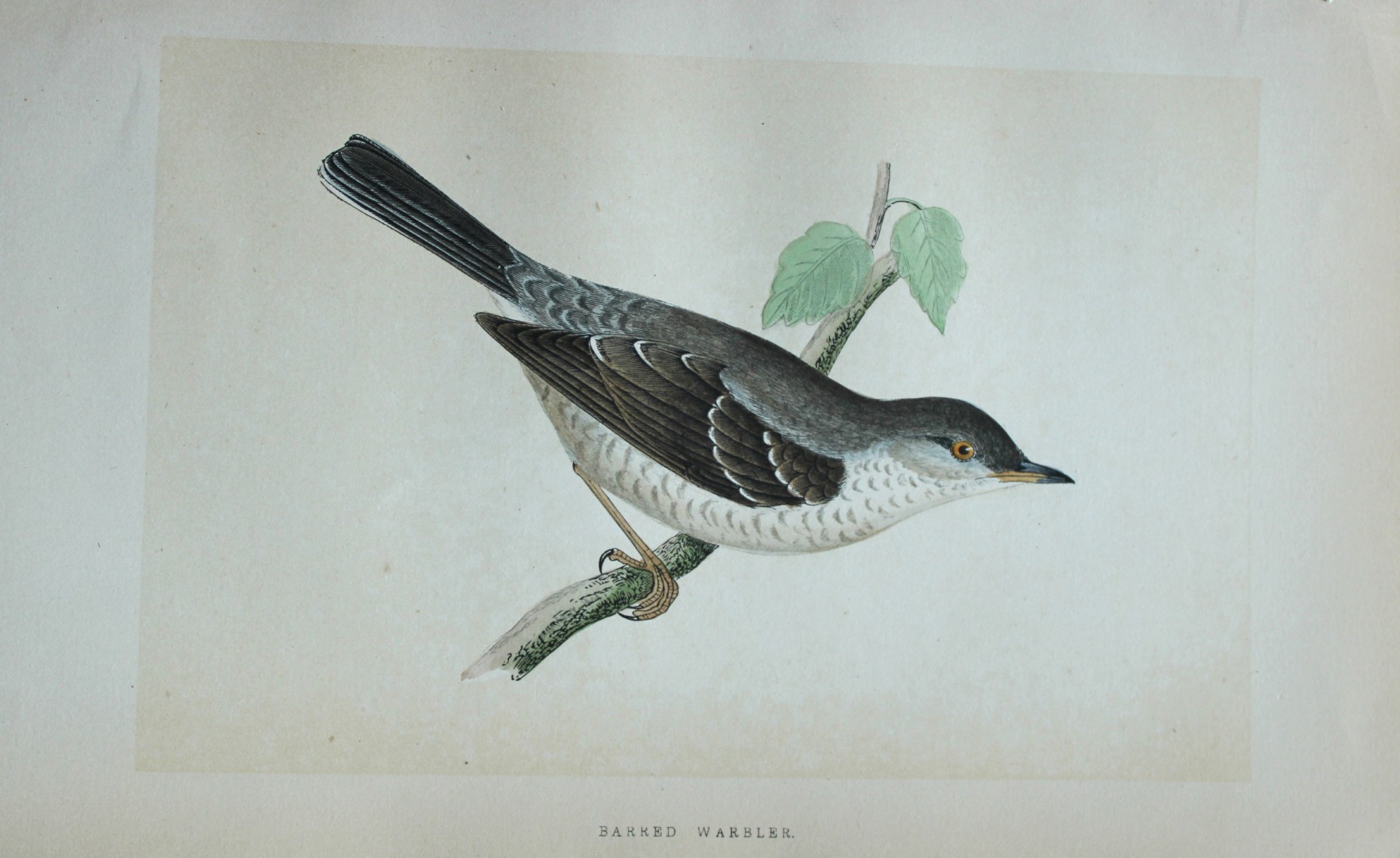 Charles Bree - Hand-coloured engraving of Barred Warbler 1866