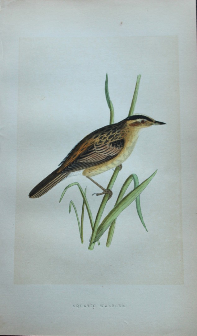 Charles Bree - Hand-coloured engraving of Aquatic Warbler 1866