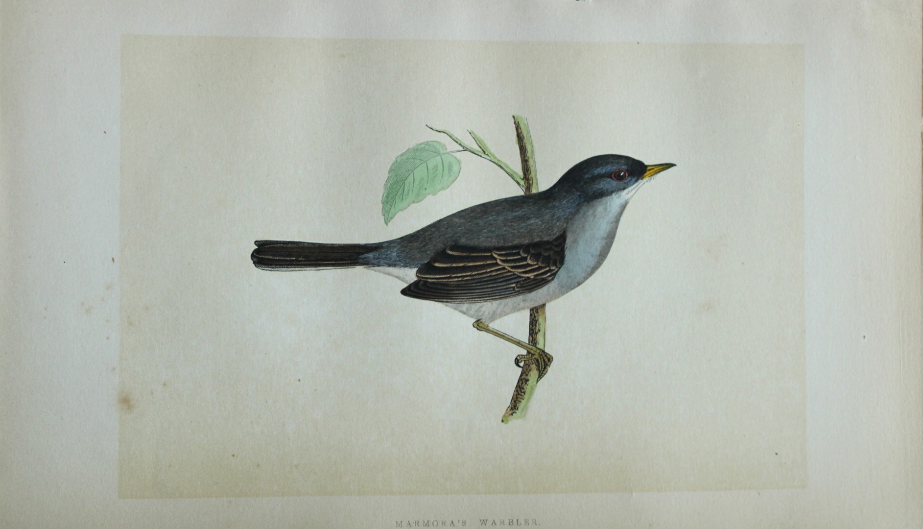 Charles Bree - Hand-coloured engraving of Marmora's Warbler 1866
