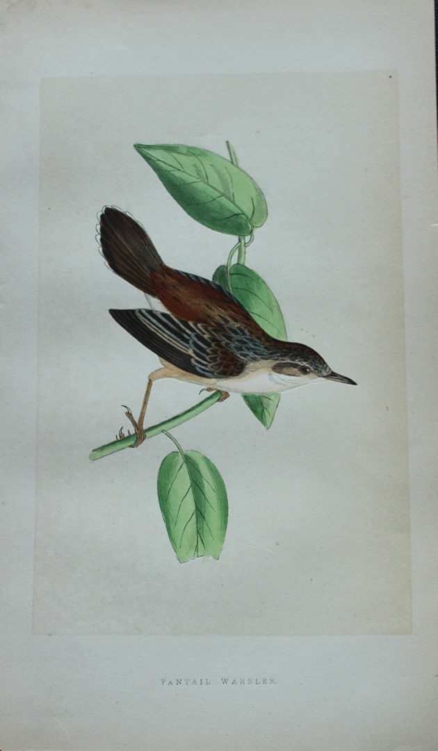 Charles Bree - Hand-coloured engraving of Fantail Warbler 1866