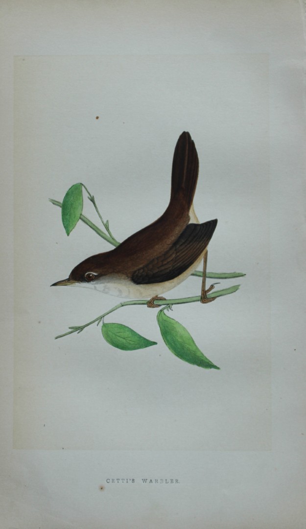 Charles Bree - Hand-coloured engraving of Cetti's Warbler 1866