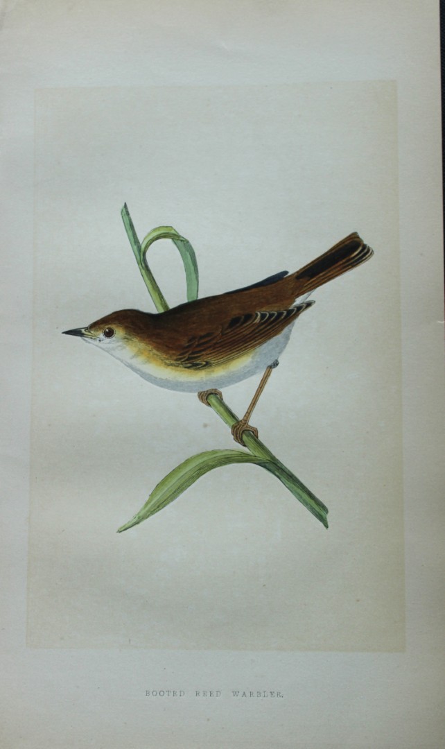 Charles Bree - Hand-coloured engraving of Booted Reed Warbler 1866