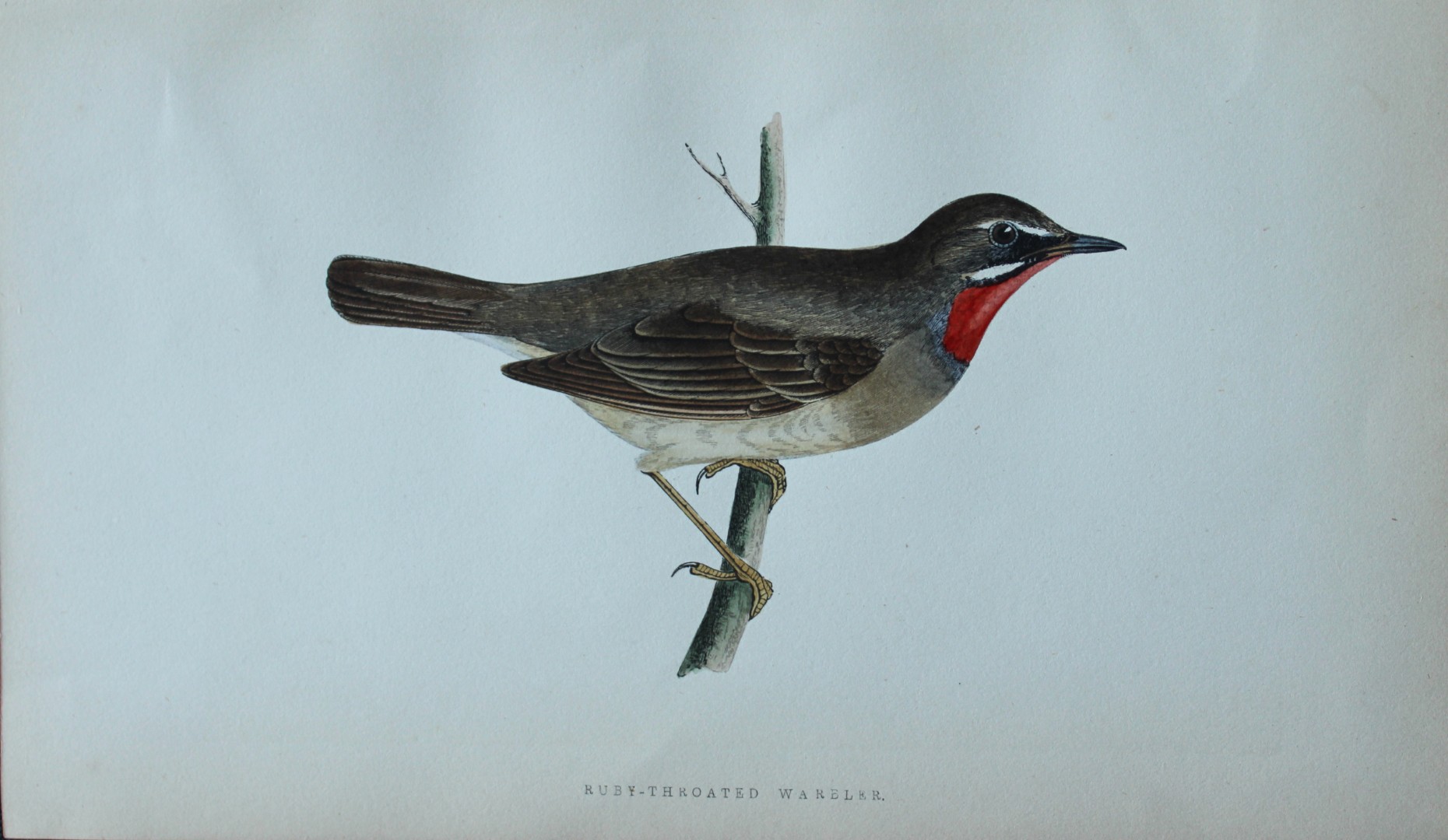 Charles Bree - Hand-coloured engraving of Ruby-throated Warbler 1866