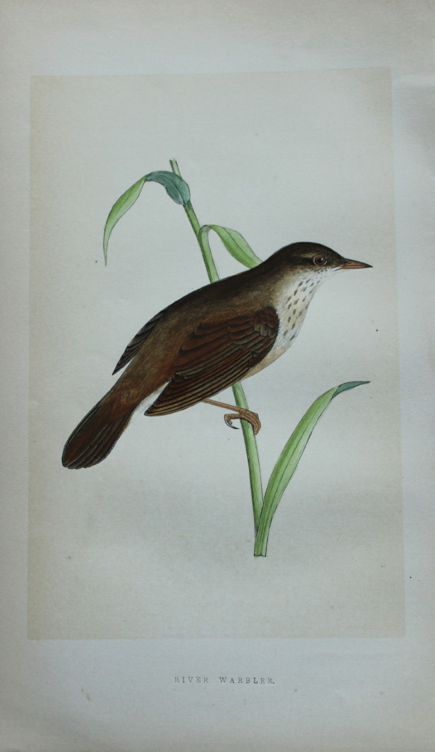 Charles Bree - Hand-coloured engraving of River Warbler 1866