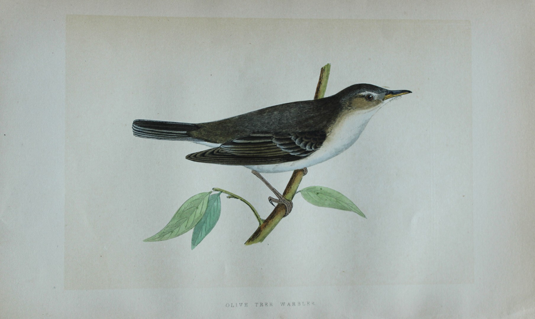 Charles Bree - Hand-coloured engraving of Olive Tree Warbler 1866