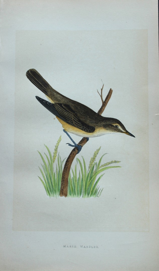 Charles Bree - Hand-coloured engraving of Marsh Warbler 1866