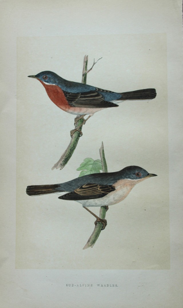 Charles Bree - Hand-coloured engraving of Sub-Alpine Warbler 1866
