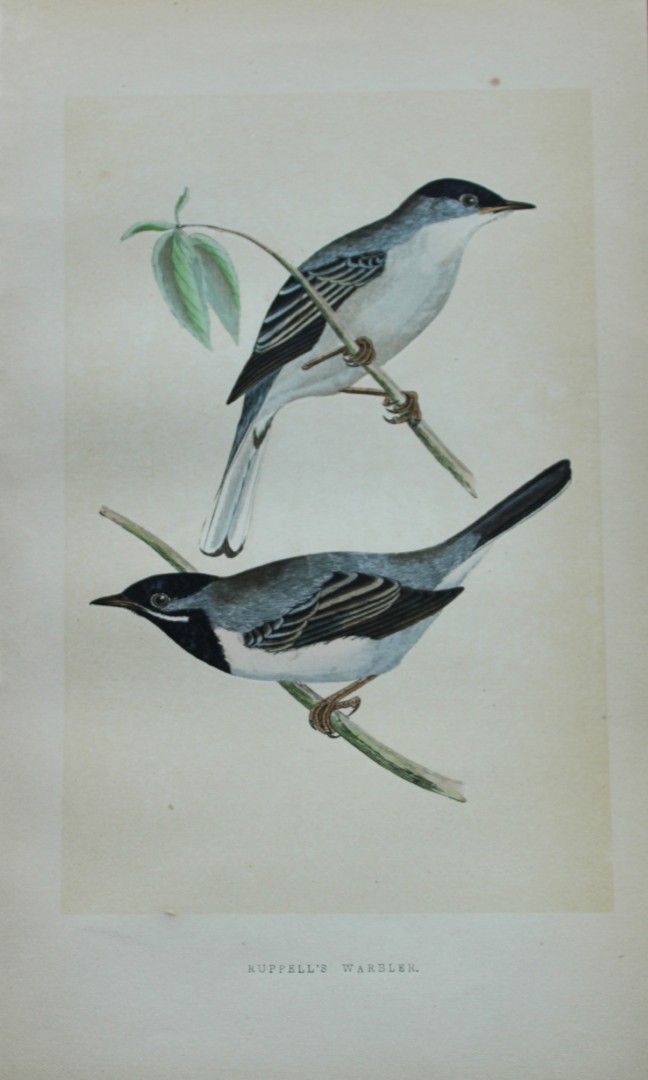Charles Bree - Hand-coloured engraving of Ruppell's Warbler 1866