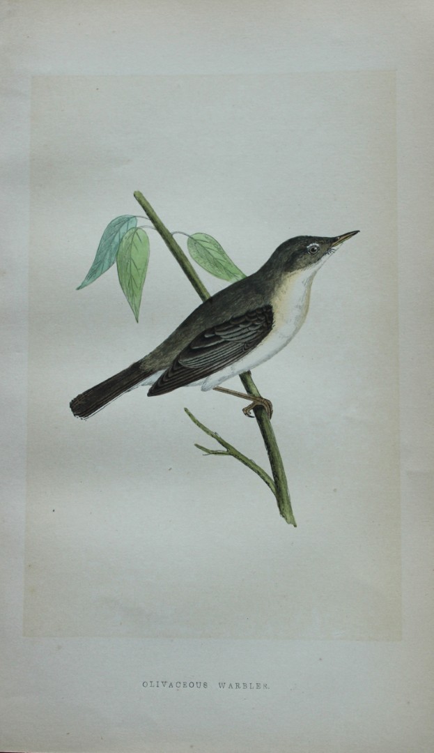 Charles Bree - Hand-coloured engraving of Olivaceous Warbler 1866