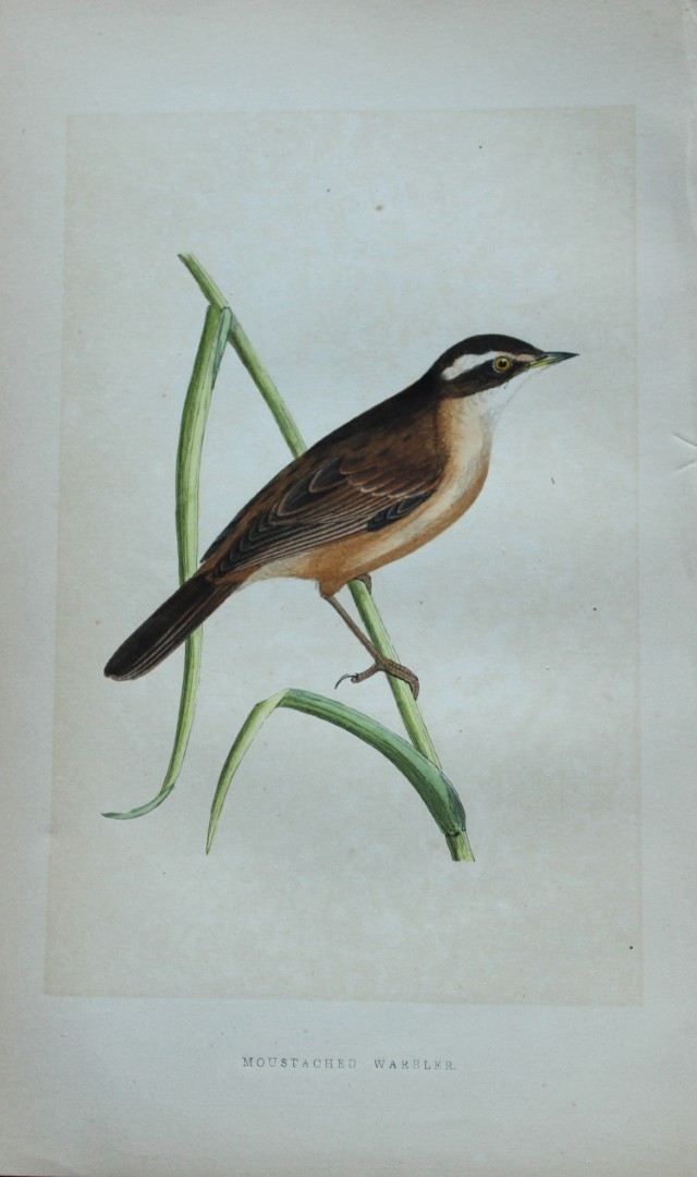 Charles Bree - Hand-coloured engraving of Moustached Warbler 1866