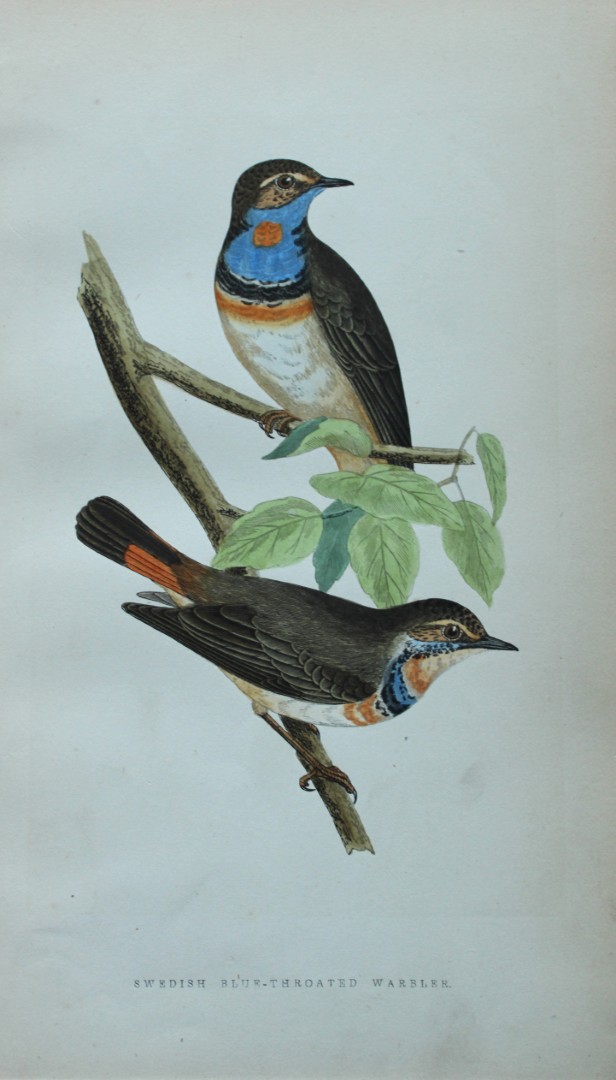 Charles Bree - Hand-coloured engraving of Swedish Blue-throated Warbler 1866