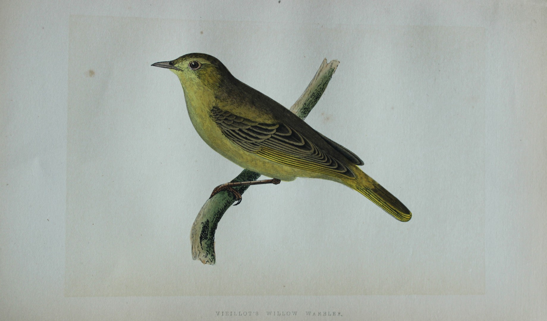 Charles Bree - Hand-coloured engraving of Vieillot's Willow Warbler 1866