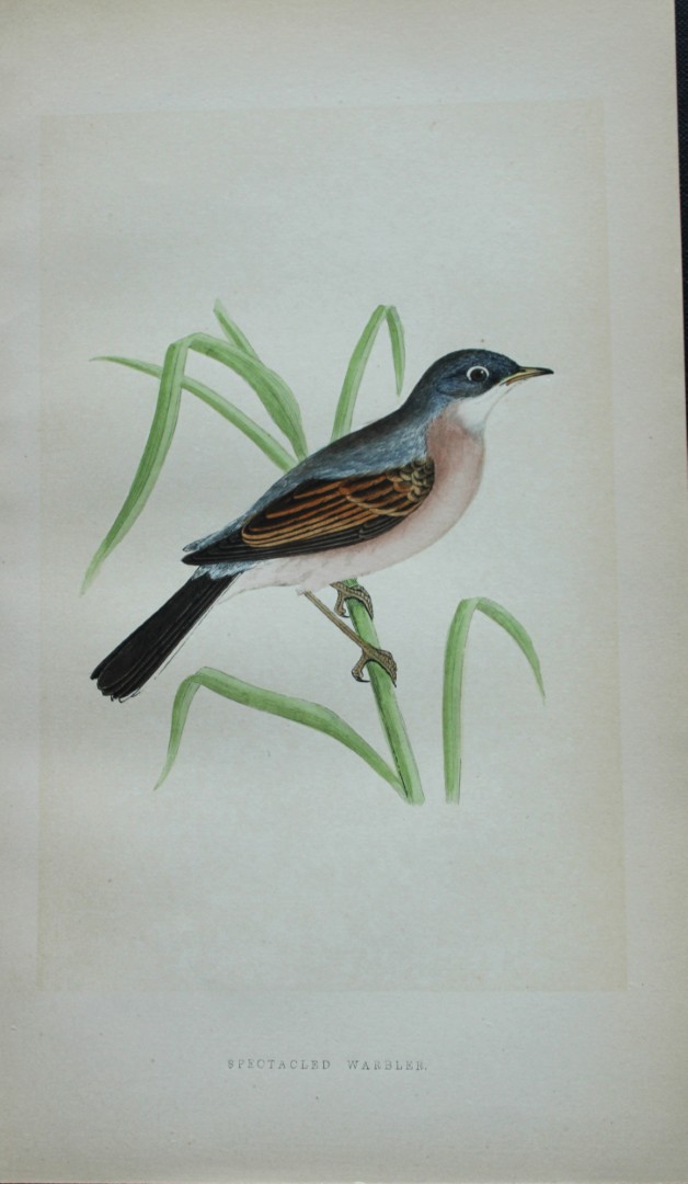 Charles Bree - Hand-coloured engraving of Spectacled Warbler 1866