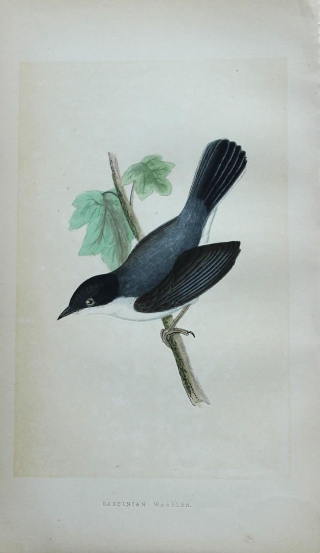Charles Bree - Hand-coloured engraving of Sardinian Warbler 1866