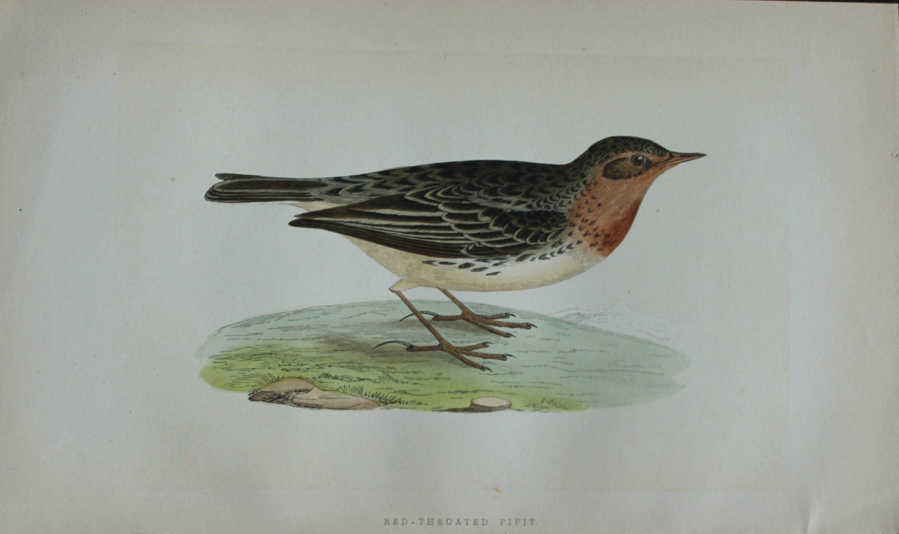 Charles Bree - Hand-coloured engraving of Red-throated Pipit 1866