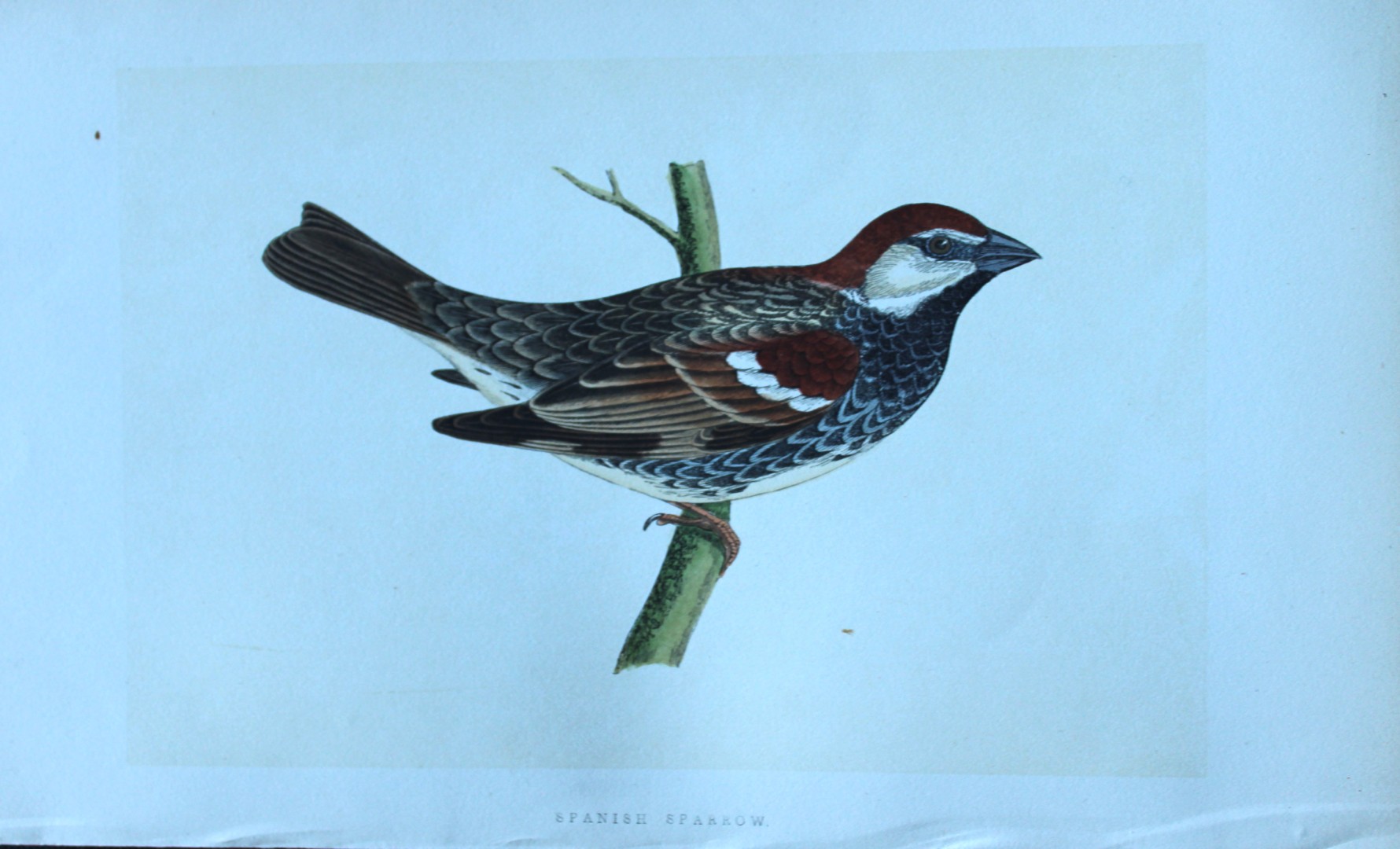 Charles Bree - Hand-coloured engraving of Spanish Sparrow 1866