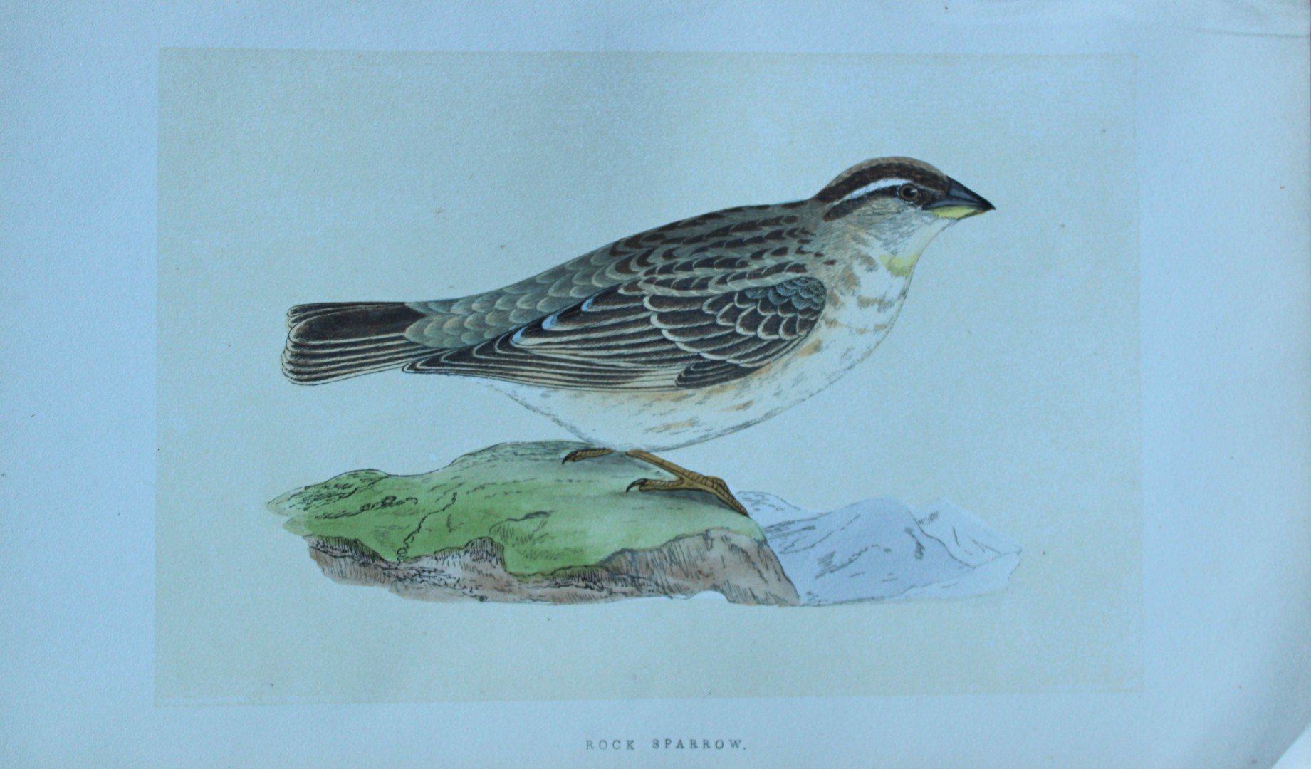Charles Bree - Hand-coloured engraving of Rock Sparrow 1866