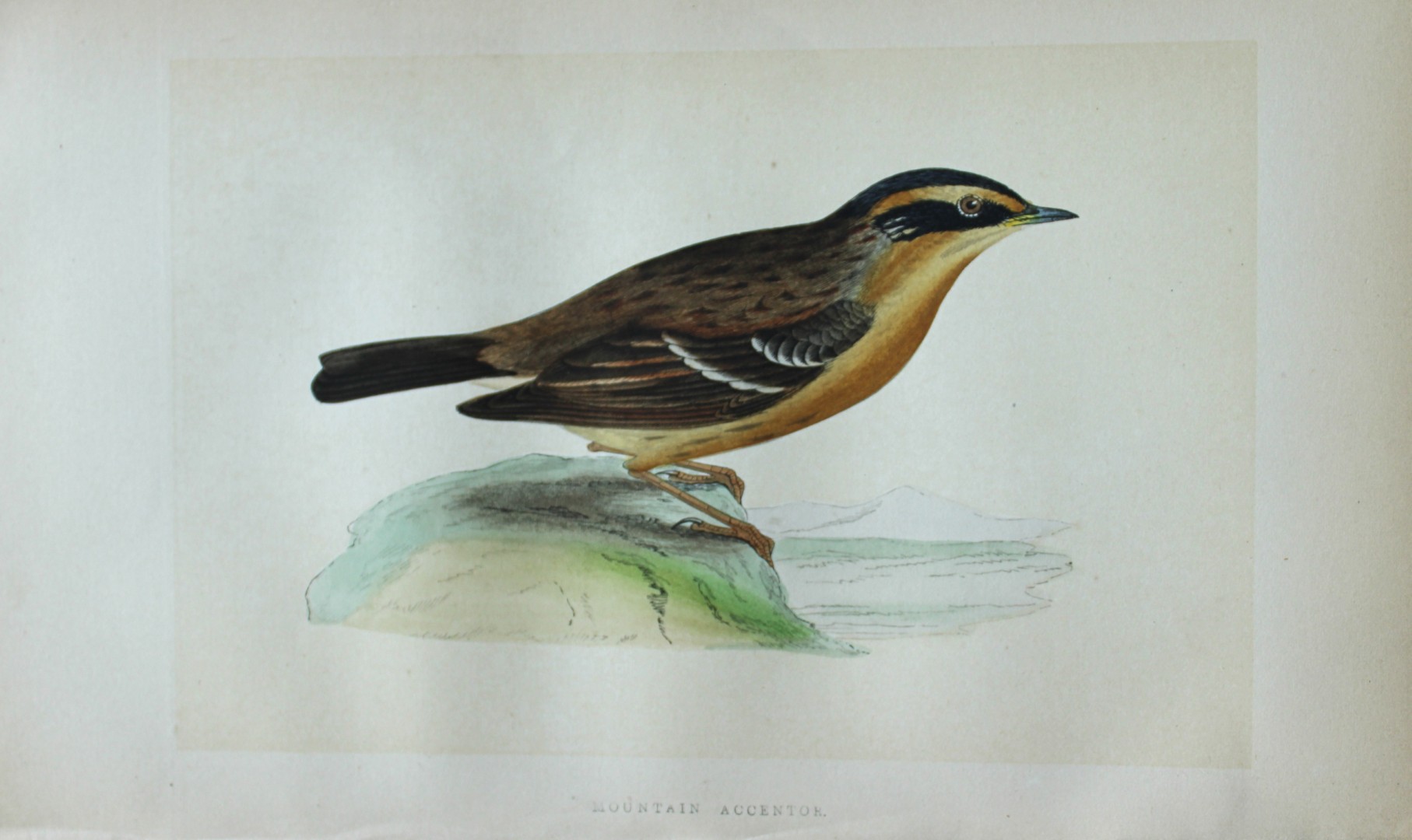 Charles Bree - Hand-coloured engraving of Mountain Accentor 1866
