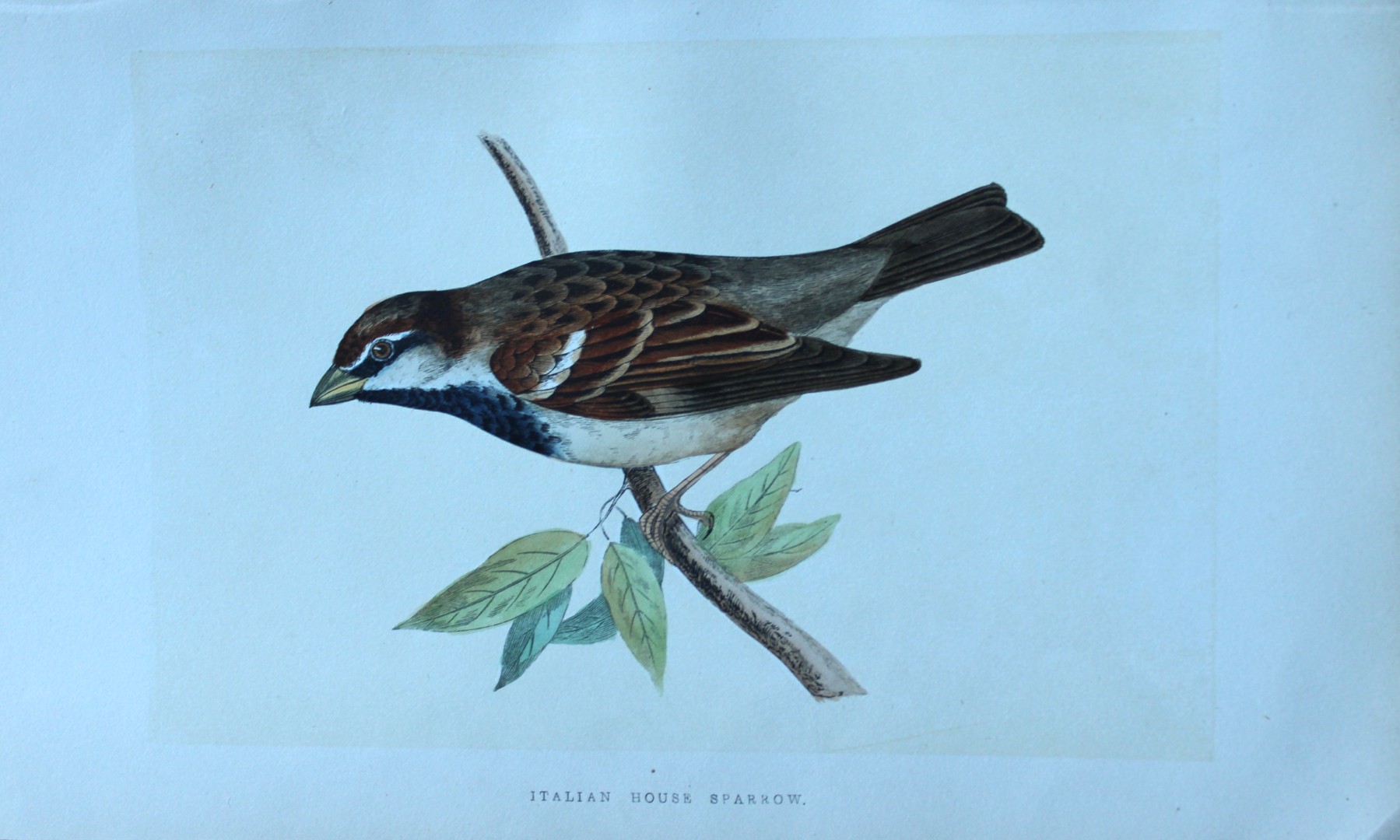 Charles Bree - Hand-coloured engraving of Italian House Sparrow 1866
