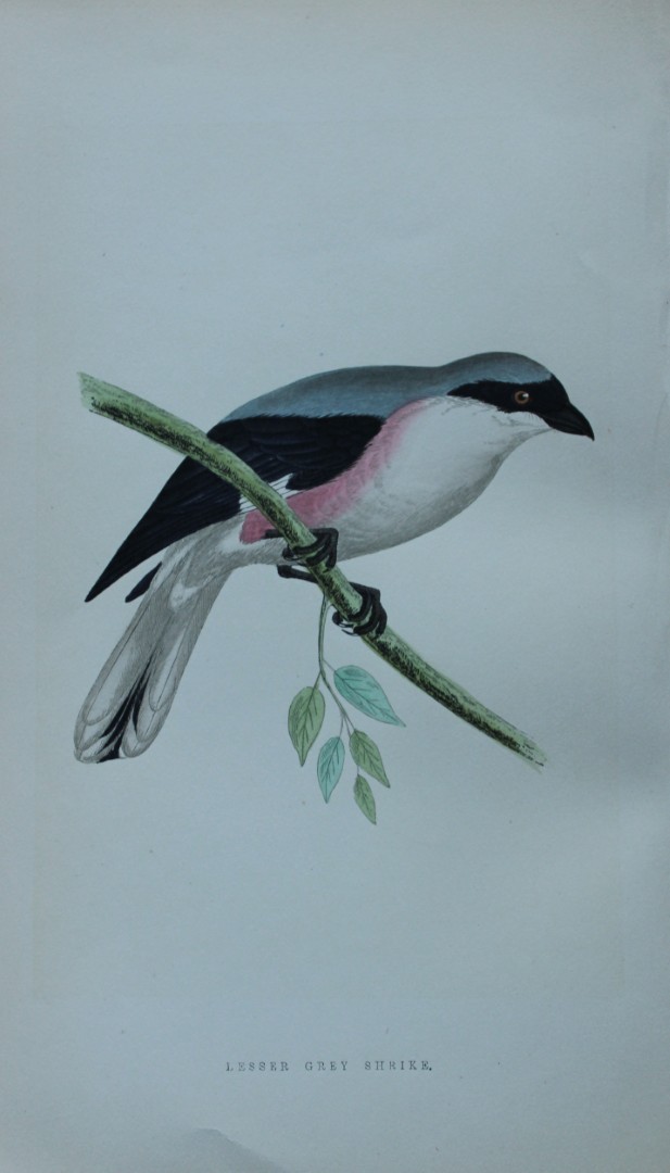 Charles Bree - Hand-coloured engraving of Lesser Grey Shrike 1866