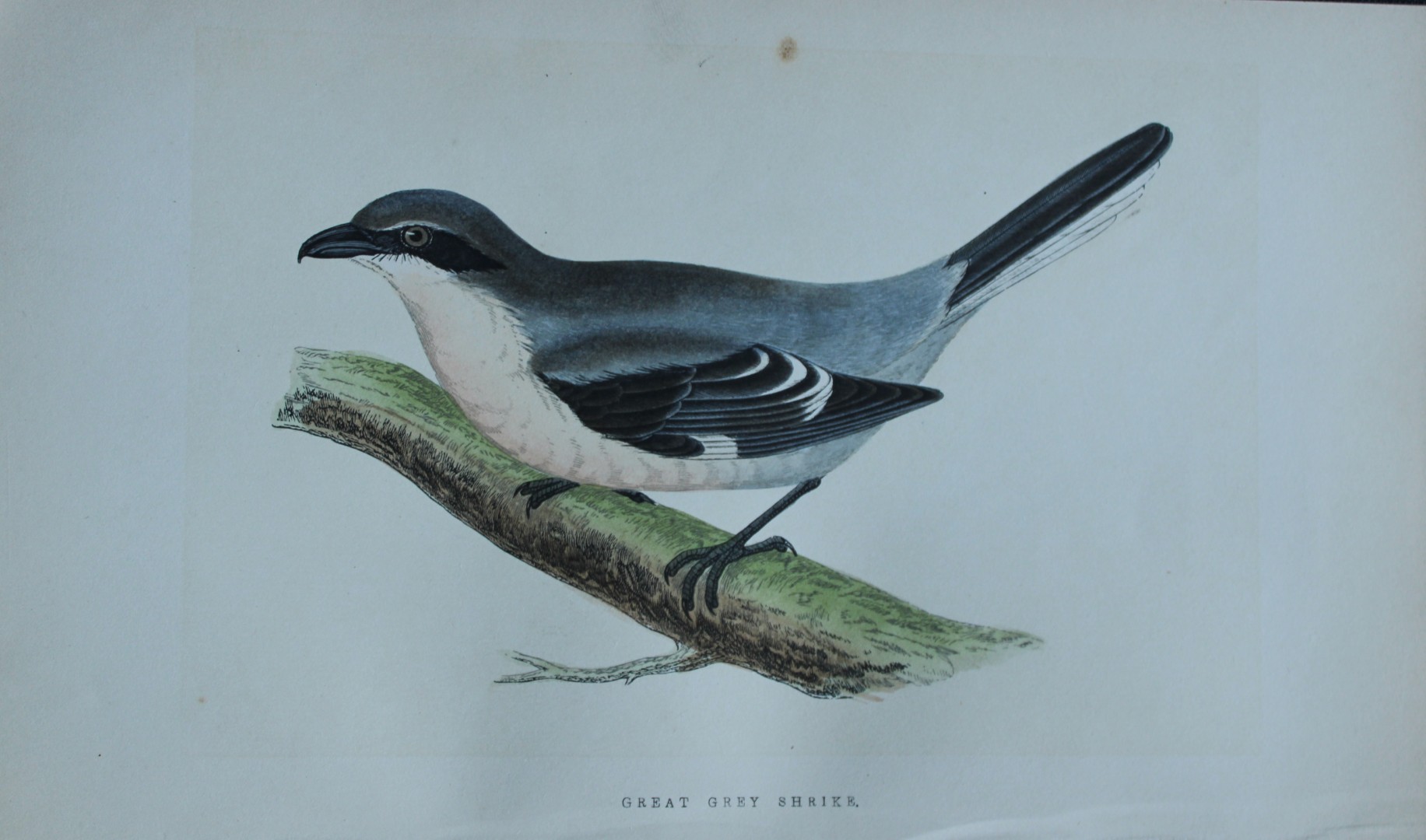 Charles Bree - Hand-coloured engraving of Great Grey Shrike 1866