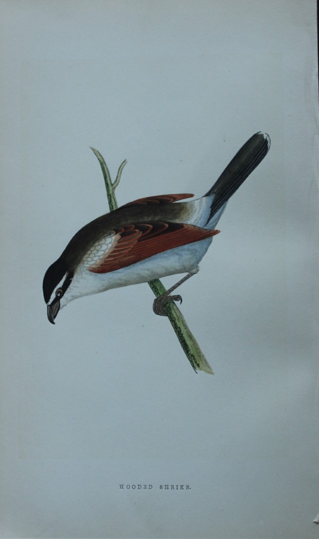 Charles Bree - Hand-coloured engraving of Hooded Shrike 1866