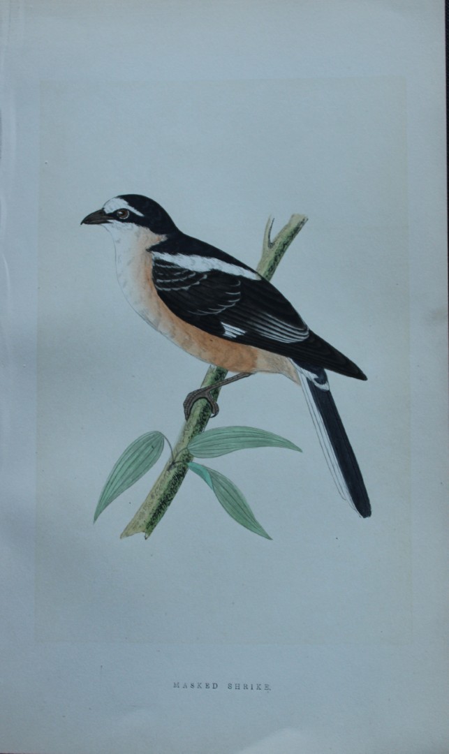 Charles Bree - Hand-coloured engraving of Masked Shrike 1866