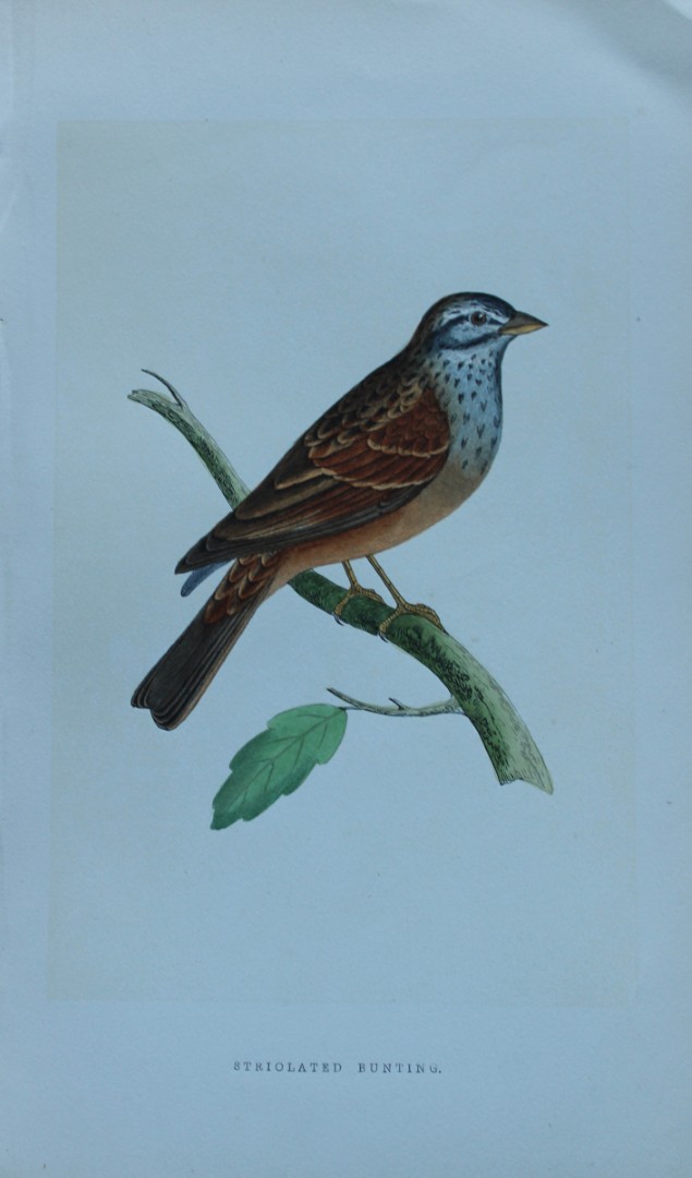 Charles Bree - Hand-coloured engraving of Striolated Bunting 1866