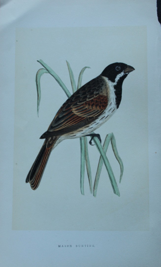 Charles Bree - Hand-coloured engraving of Marsh Bunting 1866