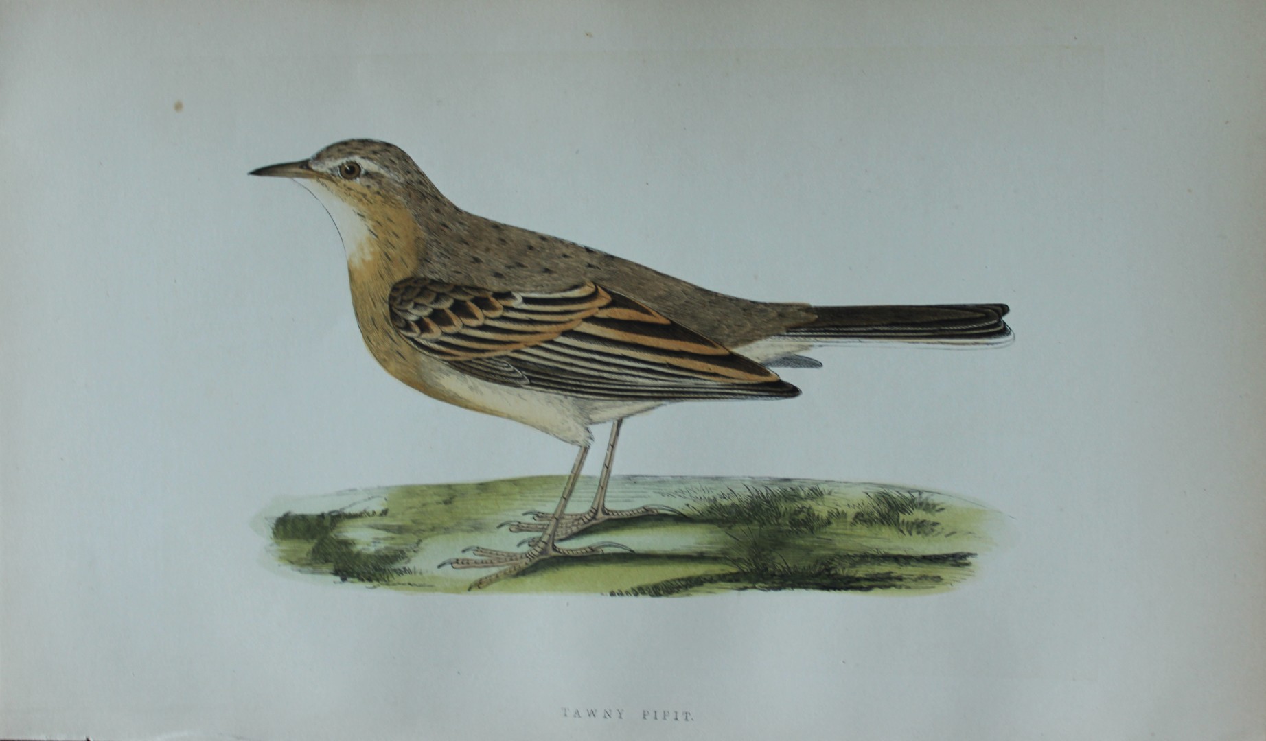 Charles Bree - Hand-coloured engraving of Tawny Pipit 1866