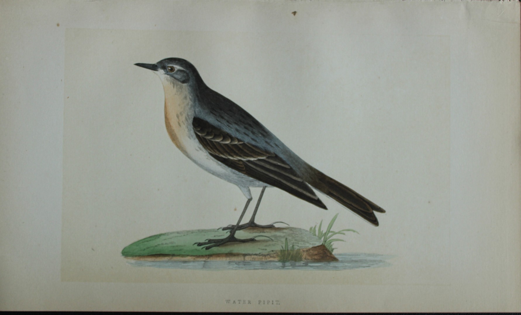 Charles Bree - Hand-coloured engraving of Water Pipit 1866