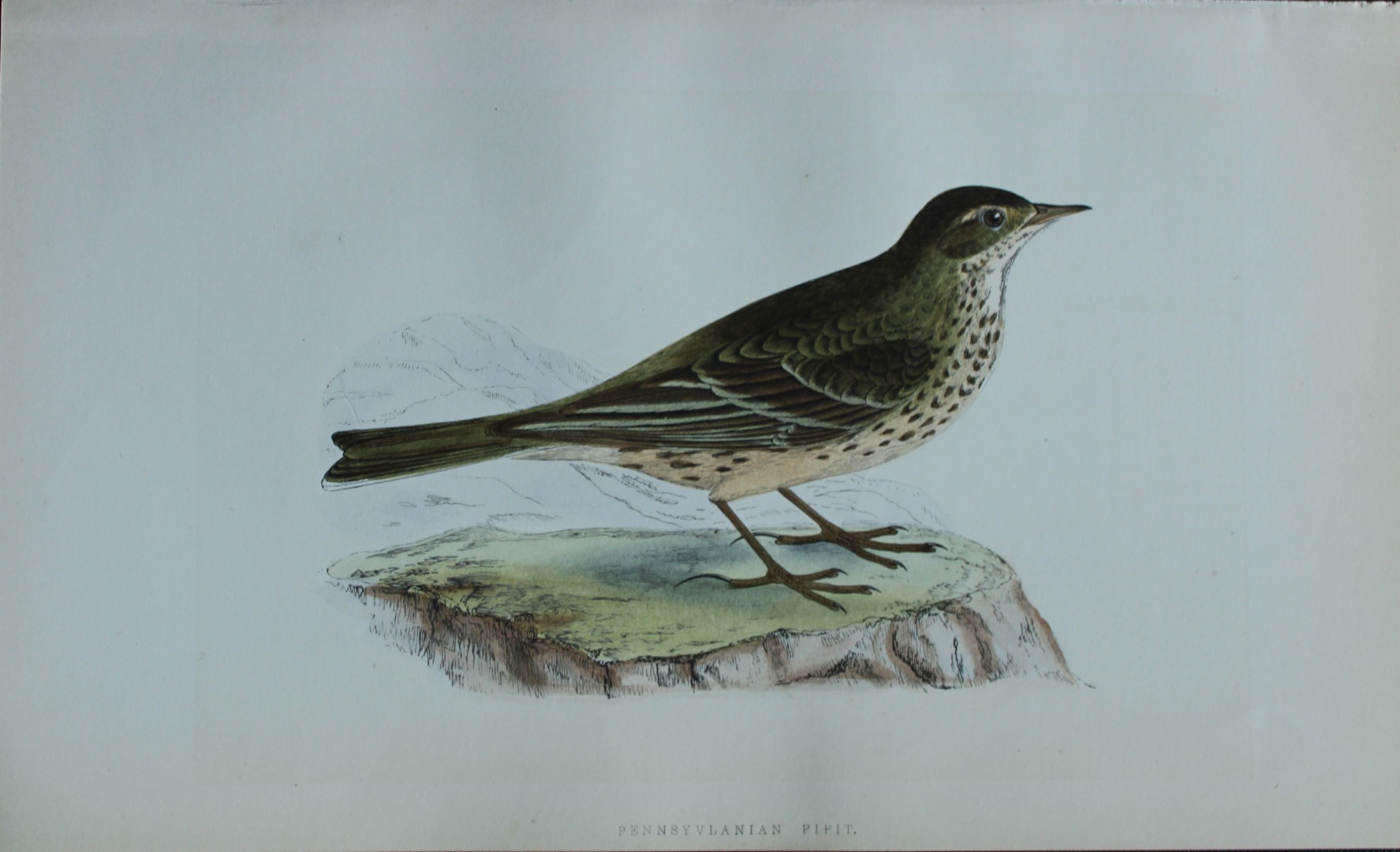 Charles Bree - Hand-coloured engraving of Pennsylvanian Pipit 1866