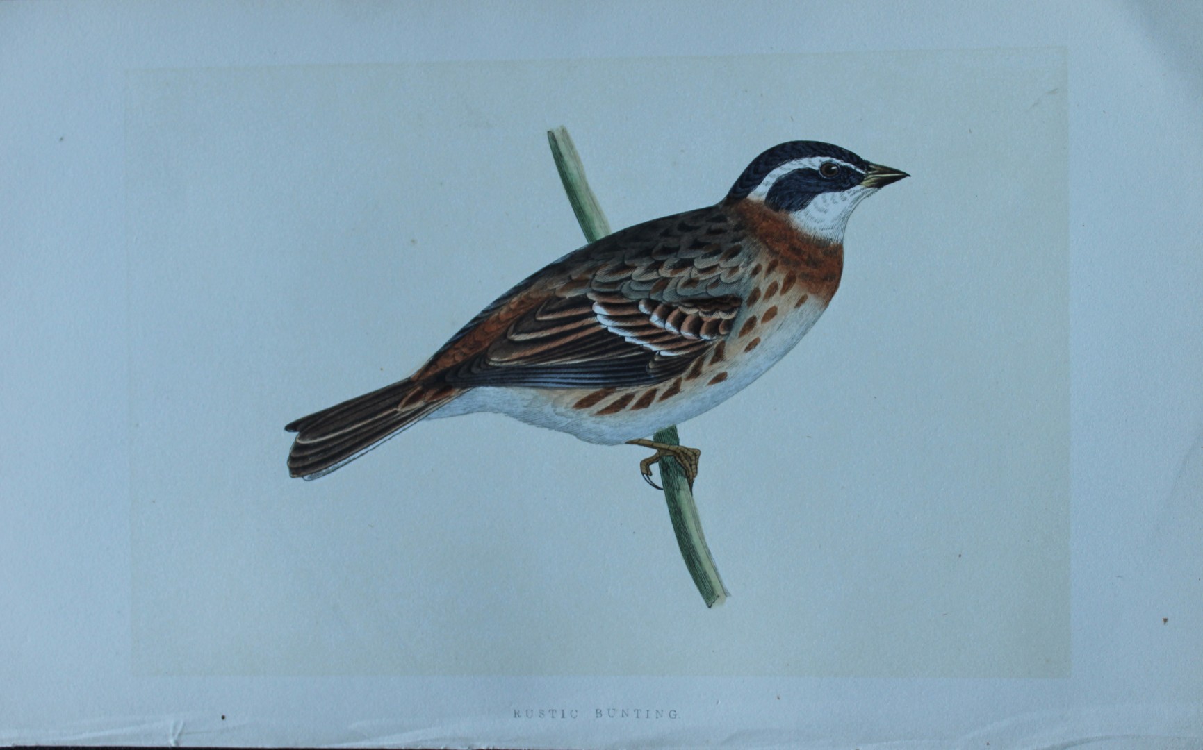 Charles Bree - Hand-coloured engraving of Rustic Bunting 1866